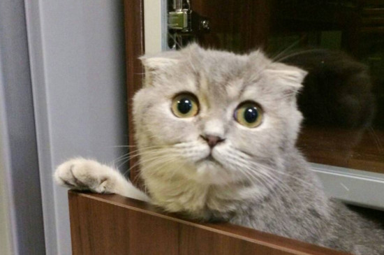 养猫后身上总痒怎么办