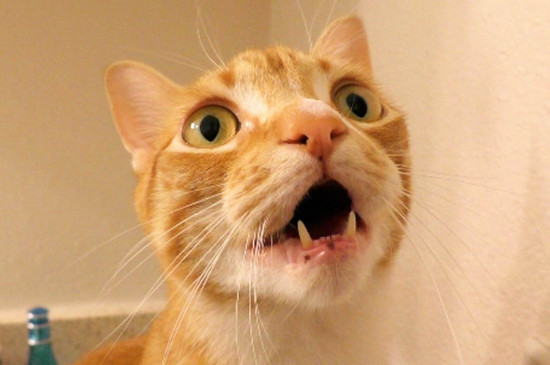 猫可以吃橘子吗