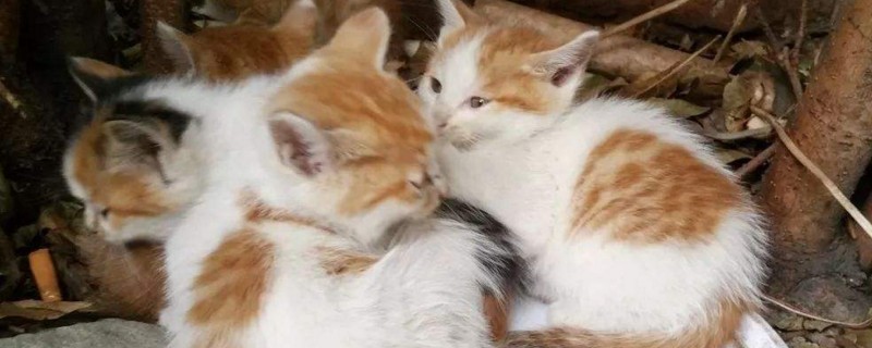 一个月小猫如何除跳蚤