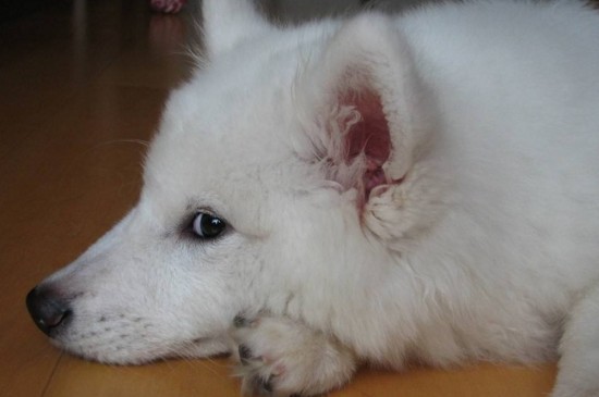 初养萨摩耶犬的禁忌