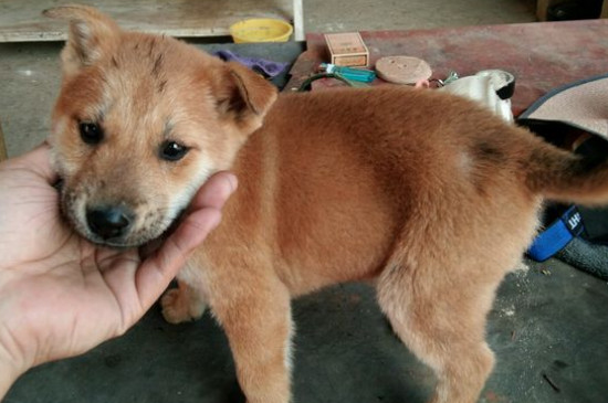 狗狗拉果冻状粘带血丝