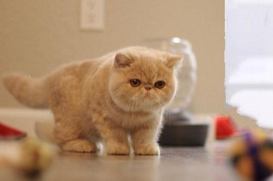 异国短毛猫是加菲猫吗