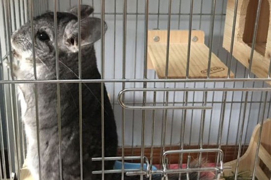 龙猫一般什么季节怀孕