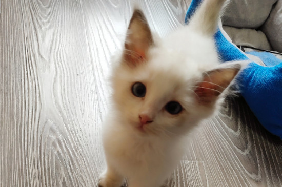 猫不去猫砂盆去拉屎