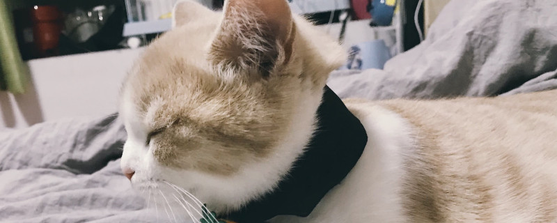 猫拉白色的屎