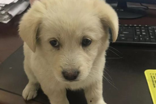 被幼犬牙齿划伤没出血