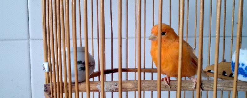 家里养鸟的禁忌