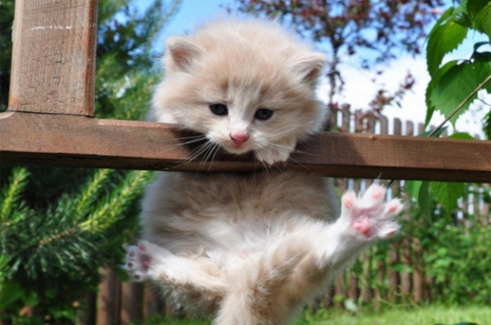 猫叫不出声的病有哪些