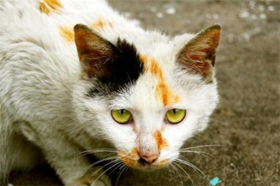 把猫送人它会伤心么