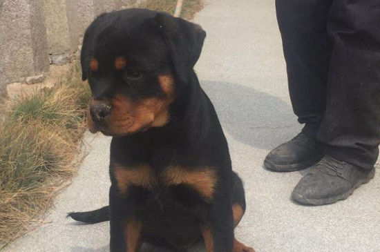 罗威纳犬十个不养理由