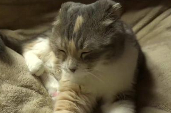 猫为什么喜欢突然咬你