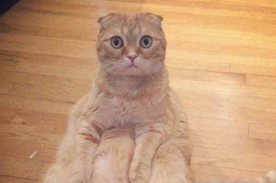 猫喉咙发出痰鸣声很大