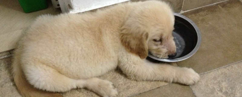 幼犬不愿意喝水怎么办