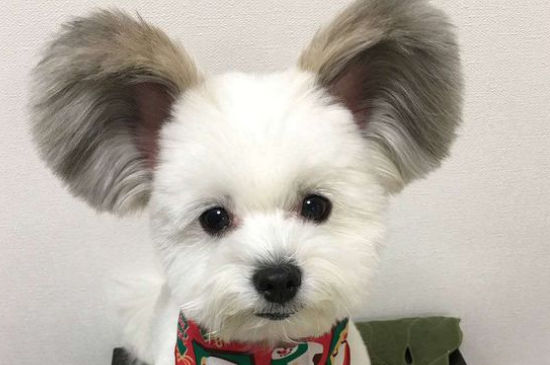 狗狗拉的粑粑有点软