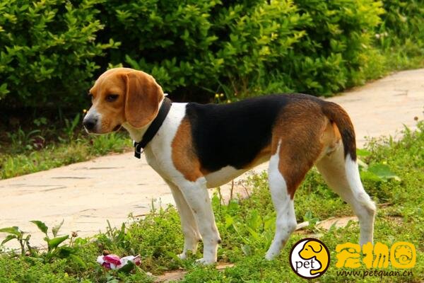 比格猎犬的智商不太高，饲养起来都有哪些优缺点