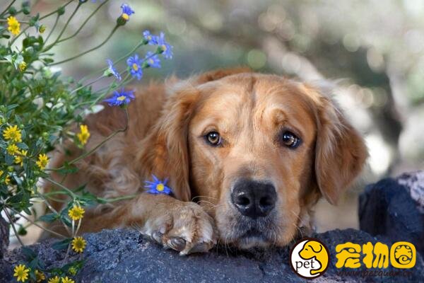 金毛犬的训练方法，金毛很聪明训练起来很快