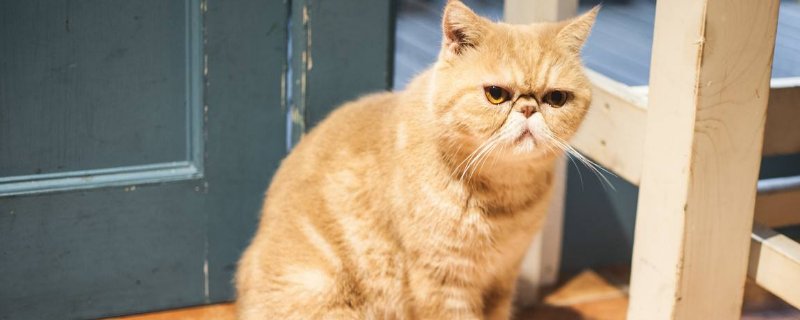 被猫隔着衣服抓要紧吗