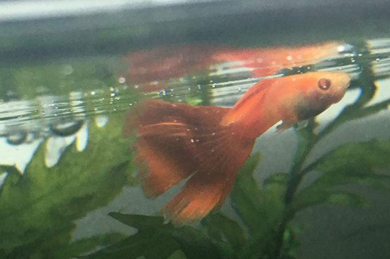 孔雀鱼突然死亡的原因