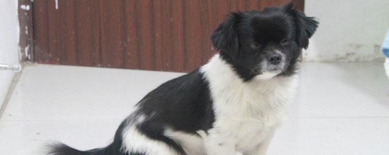 狗狗腿上掉了一块毛毛