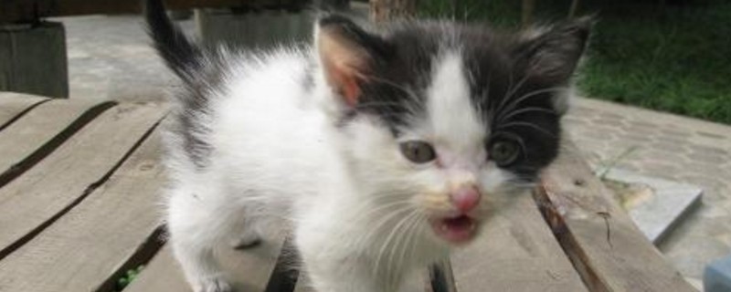 猫咪一天尿几次正常