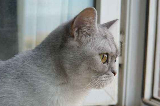 猫咪吃三金片用量