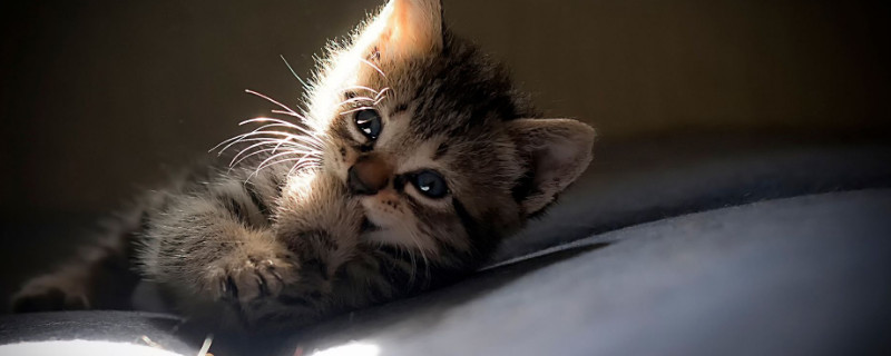 猫可不可以吃石榴