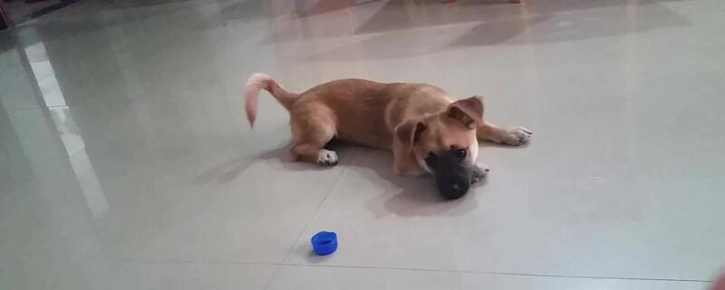狗怕什么东西