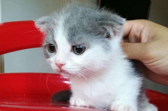 猫猫讨厌主人的表现