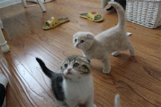 2个月小猫多久大便一次，2个月小猫不拉屎怎么办