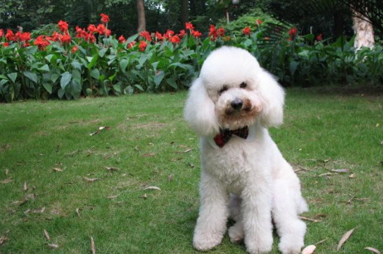 如何纠正狗狗对其他犬凶