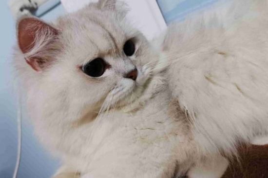 猫的观水症还有救么