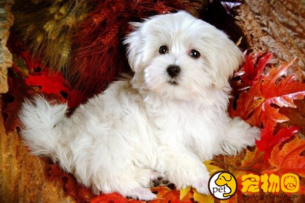 卷毛比熊犬掉毛程度如何，几乎不掉毛但需要经常打理