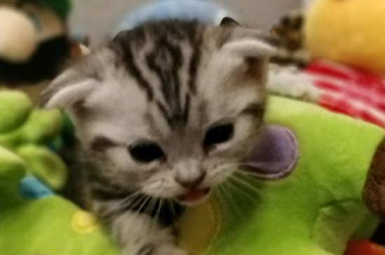猫藓结痂脱落毛会长好吗