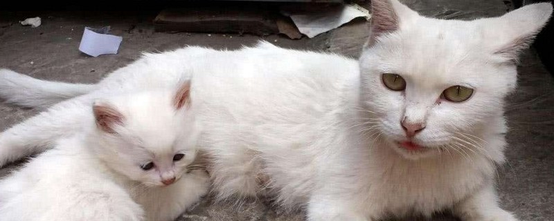 母猫害怕公猫的表现
