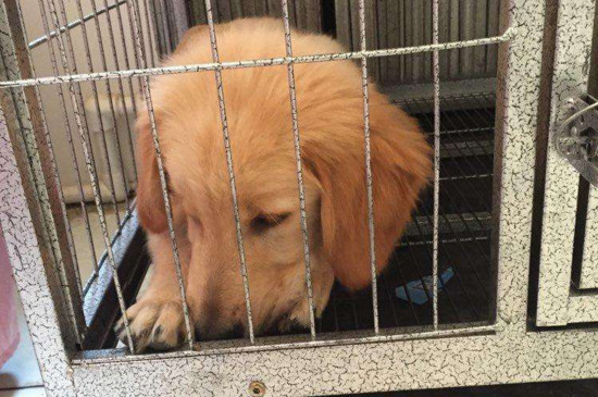 养狗用狗窝还是狗笼好，幼犬用狗笼成犬用狗窝