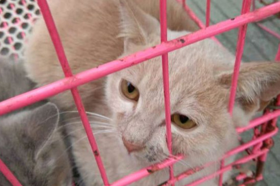 猫流眼泪是怎么回事