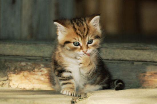 小猫抓伤出血有事吗