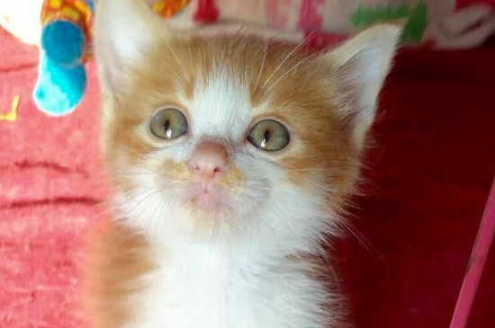 猫咪呕吐黄水白色泡沫