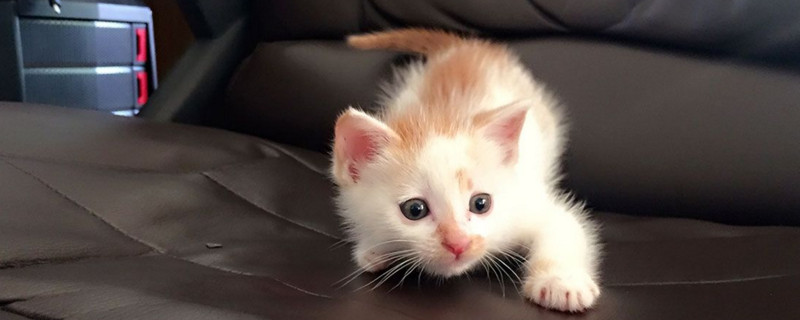 怎样让小奶猫半夜不叫