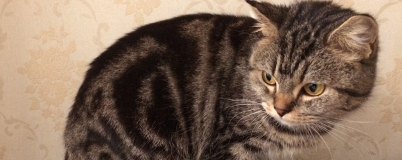 猫哪里能摸哪里不能摸
