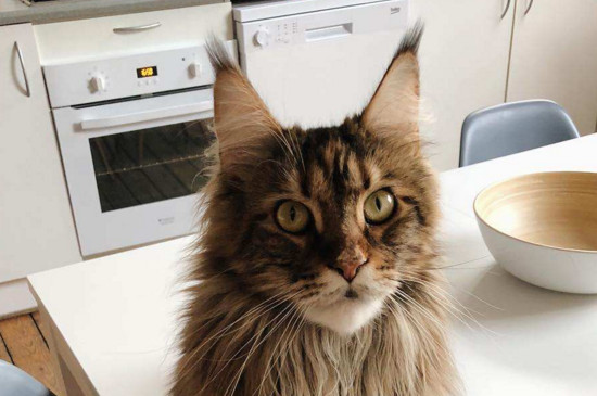 缅因猫小时候怎么分辨