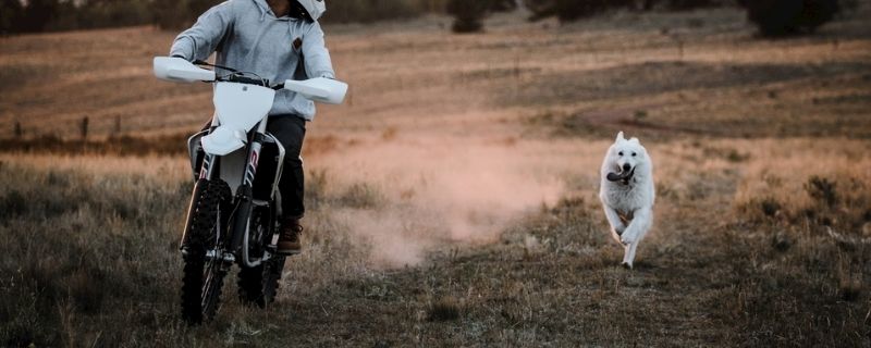给狗爪子抓破了怎么办