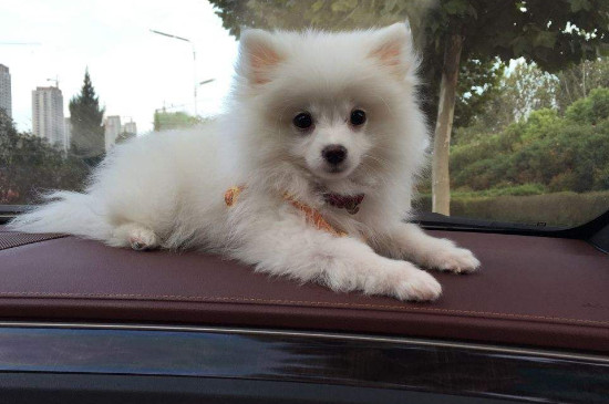 银狐犬掉毛吗