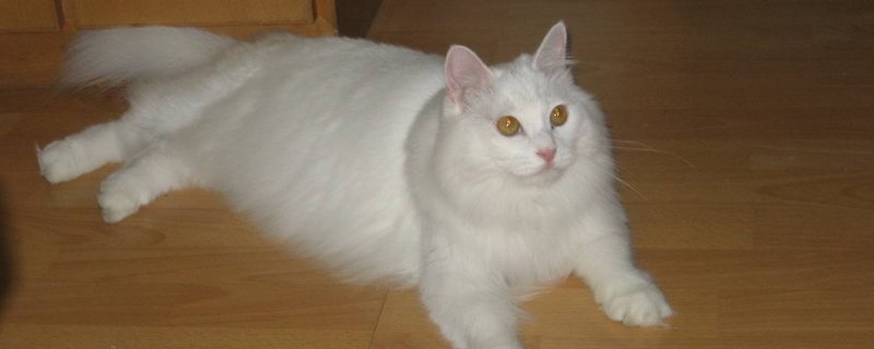 猫一直打颤是怎么回事