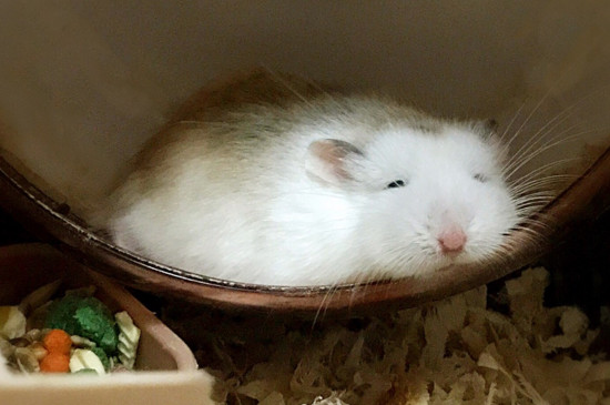仓鼠被晒死了怎么办