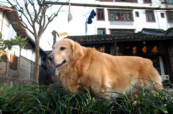 狗狗怀孕吃什么好