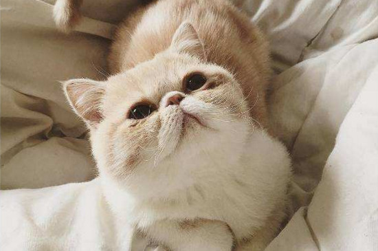 女生可以和猫一起睡觉吗