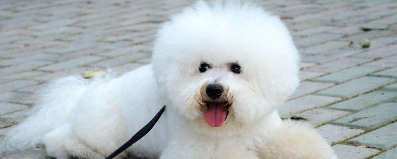 比熊犬口臭怎么办