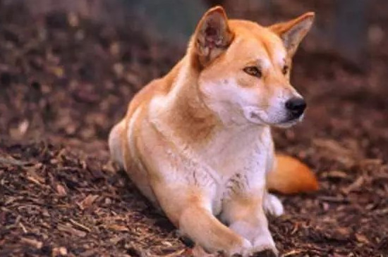 为什么土狗不得细小