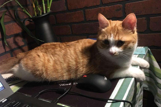 猫喜欢玩什么